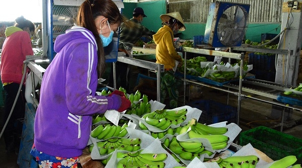 Cà Mau dự kiến đào tạo nghề nông nghiệp cho 23.466 lao động nông thôn