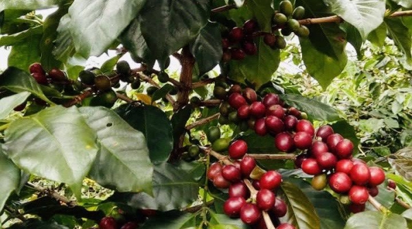 Giá cà phê hôm nay 19/02: Giá cà phê tăng liên tiếp chưa dừng, trong nước gần 46.000 đồng/kg