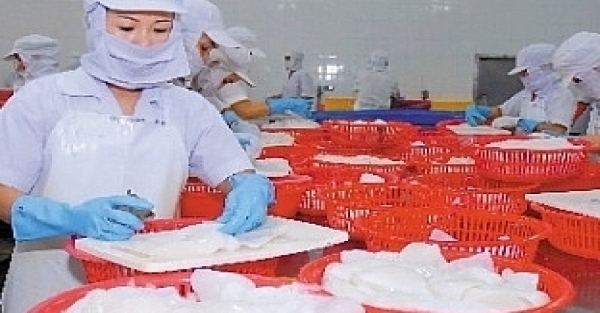 Xuất khẩu mực, bạch tuộc năm 2023 dự kiến mang về 875 triệu USD