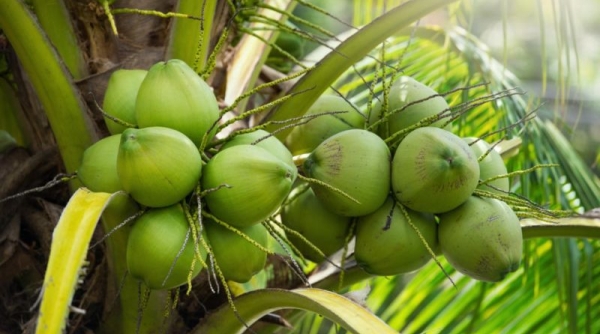 Đẩy nhanh việc mở cửa thị trường Trung Quốc với trái dừa tươi Việt Nam