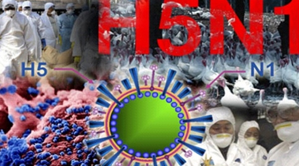 TP. Hồ Chí Minh tăng cường giám sát, phòng ngừa cúm A(H5N1)