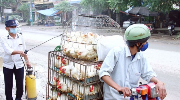 Ngăn chặn tình trạng nhập lậu, vận chuyển trái phép gia cầm vào Việt Nam