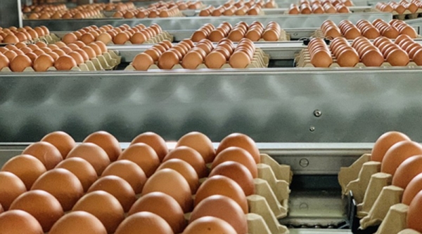 Quy định về việc áp dụng hạn ngạch thuế quan nhập khẩu trứng gia cầm