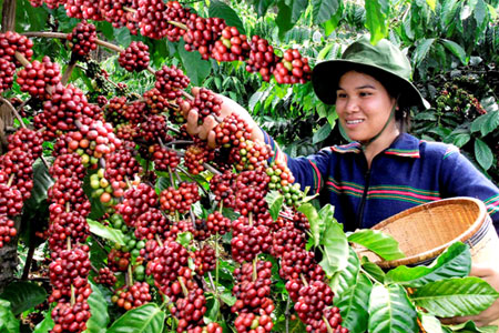 Nâng cao giá trị cà phê Việt Nam thông qua sản phẩm chế biến sâu và sạch