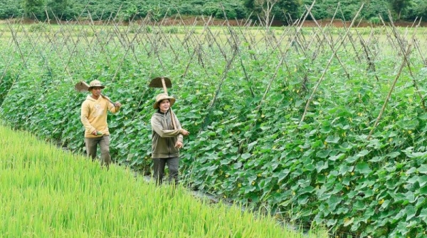 Gia Lai ban hành kế hoạch chuyển đổi cơ cấu cây trồng trên đất trồng lúa