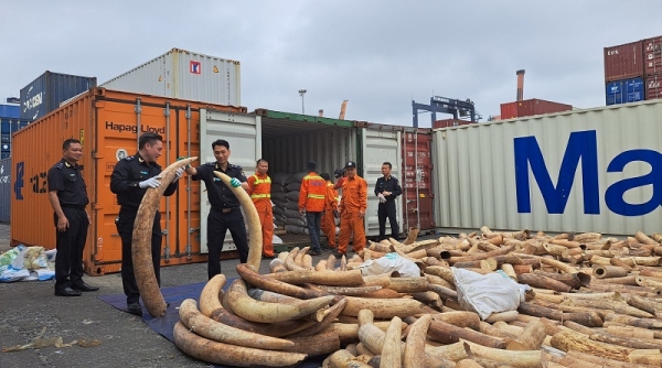 Hải quan Hải Phòng bắt giữ lượng ngà voi nhập lậu lớn nhất từ trước đến nay