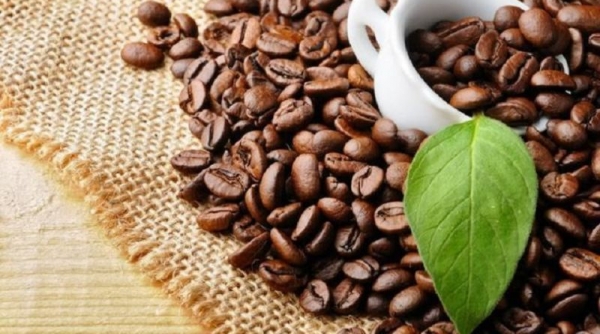 Các nhà XK cần đảm bảo không lấy cà phê từ nguồn có rừng bị phá hoặc suy thoái