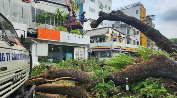TP. Hồ Chí Minh yêu cầu rà soát toàn bộ cây xanh