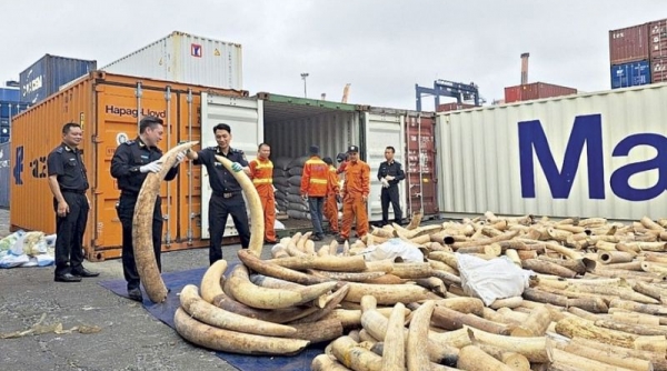Hải quan Hải Phòng phát hiện, thu giữ hơn 8,2 tấn ngà voi