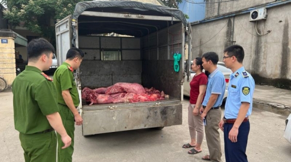 QLTT Hưng Yên ngăn chặn 230 kg thịt lợn bốc mùi hôi thối trên đường đi tiêu thụ