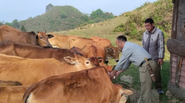 Lào Cai: Tăng cường các biện pháp cấp bách phòng chống dịch bệnh trên gia súc, gia cầm