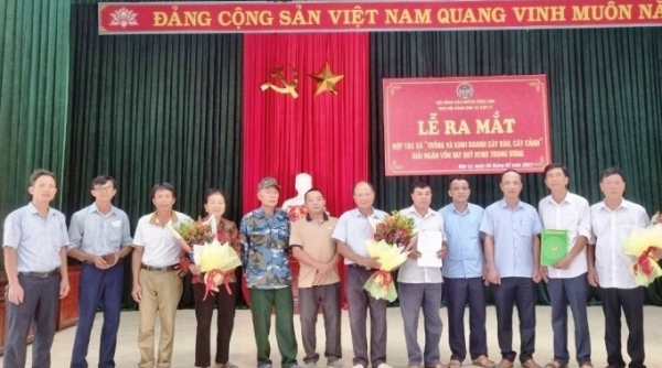 Thanh Hoá: Ra mắt Hợp tác xã trồng và kinh doanh cây đào, cây cảnh