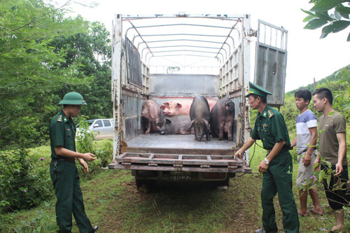 Lào Cai: Tăng cường kiểm soát, ngăn chặn động vật và sản phẩm động vật nhập lậu qua biên giới