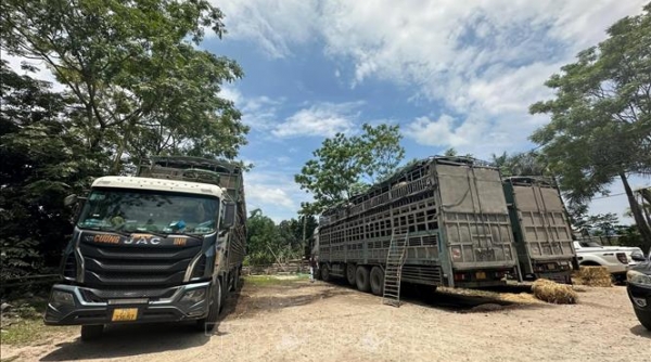 Cao Bằng: Phát hiện 3 xe ô tô tải vận chuyển 150 con trâu không rõ nguồn gốc