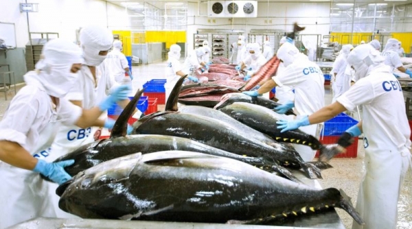 Xuất khẩu cá ngừ ảm đạm, doanh nghiệp cần được tiếp sức