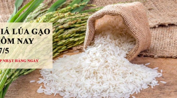 Giá lúa gạo hôm nay 17/5: Giá gạo neo cao do nguồn cung giảm