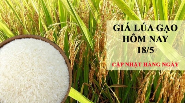 Giá lúa gạo hôm nay 18/5: Giá gạo tiếp tục tăng 50 đồng/kg