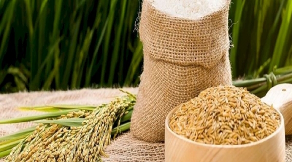 Giá lúa gạo hôm nay 19/3: Tiếp tục xu hướng đi ngang, giá gạo xuất khẩu tăng 5 USD/tấn