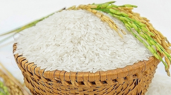 Giá lúa gạo hôm nay 21/5: Thị trường xuất khẩu tích cực, giá neo cao