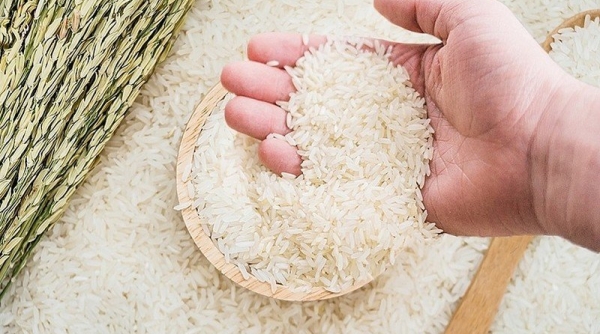 Giá lúa gạo hôm nay 20/5: Tăng 200 đồng/kg với nhiều chủng loại lúa