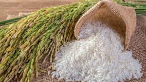 Giá lúa gạo hôm nay 25/5: Giá gạo xuất khẩu tăng mạnh ở mức 373 USD/tấn