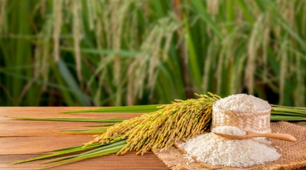 Giá lúa gạo hôm nay 30/5: Tiếp tục giữ giá ổn định