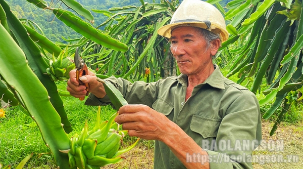 Lạng Sơn: Chủ động phát triển sản phẩm OCOP, thực hiện tiêu chí xã nông thôn mới nâng cao