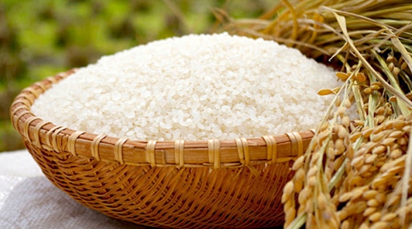 Giá lúa gạo hôm nay 01/6: Giữ giá ổn định, giá xuất khẩu tăng