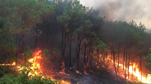 Cháy rừng ở Hạ Long và Uông Bí khiến 2 người thiệt mạng