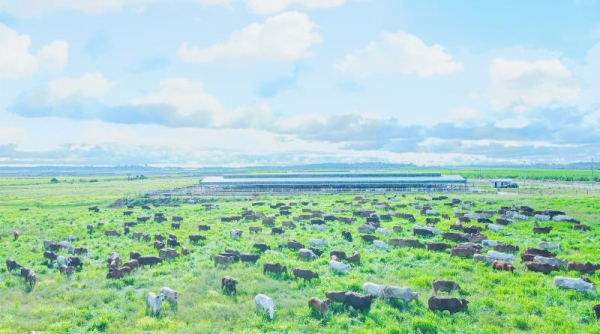 THACO AGRI nhập khẩu 3.278 con bò từ Úc