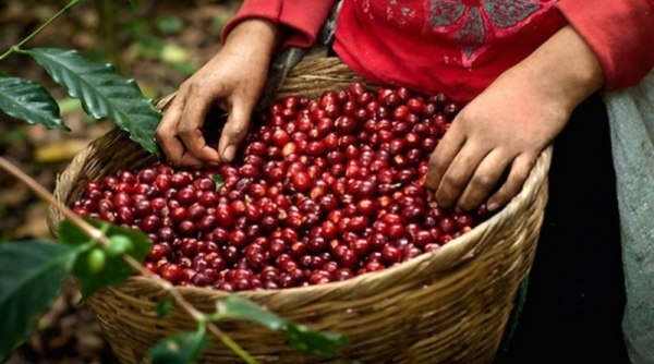Giá cà phê hôm nay 10/6: Giá thị trường trong nước tăng kỷ lục 65.000 đồng/kg