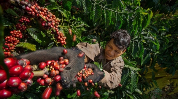 Giá cà phê hôm nay 12/6: Giá cà phê trong nước tiếp tục tăng