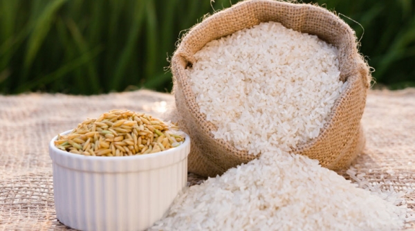 Giá lúa gạo hôm nay 19/6: Biến động trái chiều ở các địa phương