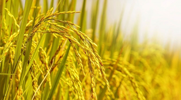 Giá lúa gạo hôm nay 25/6: Gạo tăng 50 đồng/kg