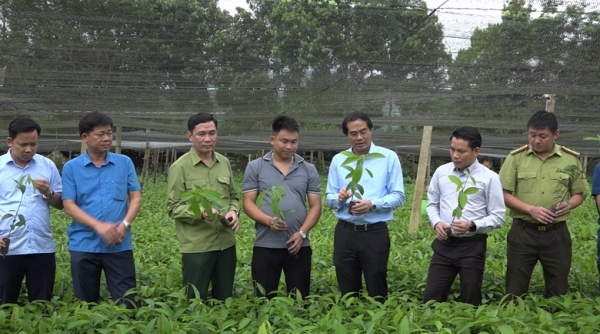 Lào Cai: Thực hiện các biện pháp phát triển việc trồng quế và ngành hàng quế bền vững