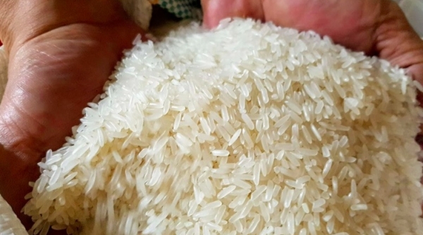 Giá lúa gạo hôm nay 2/7: Giá gạo tăng ngày thứ 3 liên tiếp, nhu cầu mua nhiều