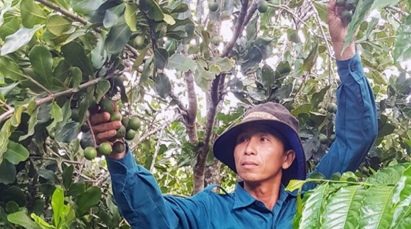 Gia Lai: Phát triển bền vững cây mắc ca