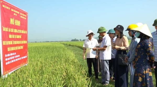 Xây dựng mô hình sản xuất lúa chất lượng theo chuỗi giá trị hàng hóa tại Thanh Hóa