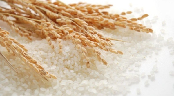 Giá lúa gạo hôm nay 6/7: Tăng 100 đồng/kg