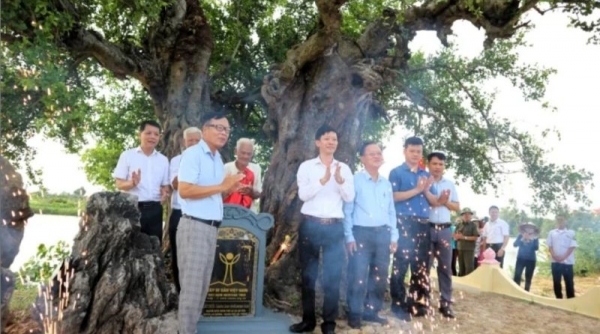 Hải Phòng: Cây Duối có tuổi đời khoảng 300 năm được công nhận cây di sản Việt Nam