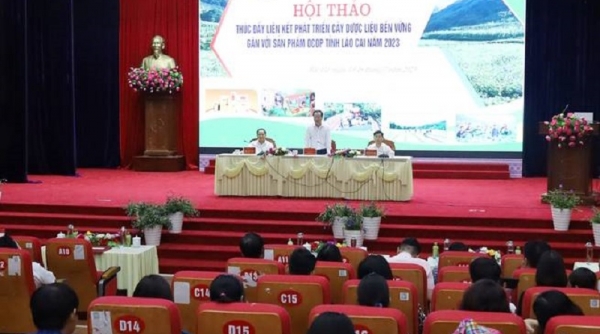 Thúc đẩy liên kết phát triển dược liệu bền vững gắn với sản phẩm OCOP tỉnh Lào Cai