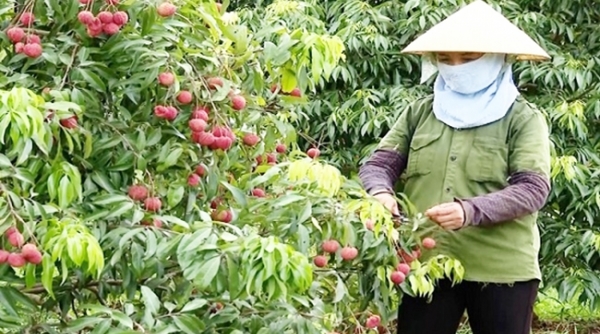 Thanh Hóa chú trọng sản xuất rau quả theo quy trình sản xuất nông nghiệp VietGAP