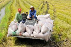 Giá lúa gạo hôm nay ngày 23/7: Thị trường lúa gạo duy trì ổn định