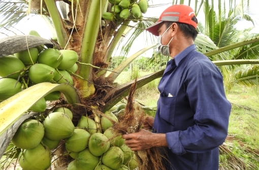 Tháng 8/2023: Hải quan Trung Quốc kiểm tra vùng trồng, cơ sở đóng gói dừa tươi Việt Nam
