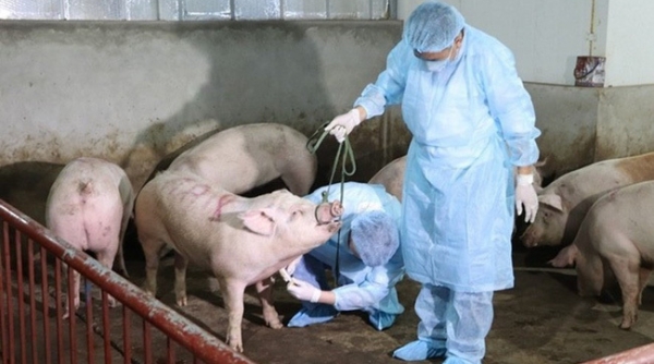 Triển khai sử dụng vắc xin dịch tả lợn châu Phi trên cả nước