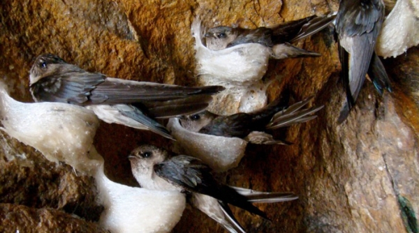 Đồng Tháp: Quản lý nuôi chim yến và đẩy mạnh xuất khẩu các sản phẩm tổ yến