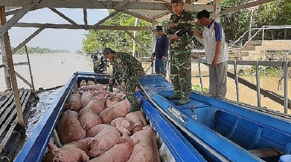 Ngăn chặn, xử lý nghiêm các trường hợp buôn bán, vận chuyển trái phép lợn qua biên giới