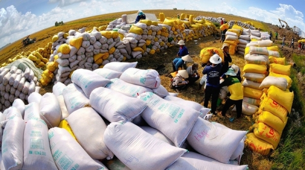 Xuất khẩu gạo đột phá, trong nước cũng không lo thiếu