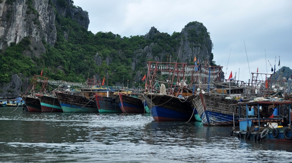 Quảng Ninh: Cấm lưu hành các tàu cá vi phạm khai thác IUU từ ngày 1/9