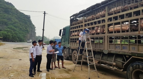 Gia Lai: Xử lý nghiêm hành vi mua bán, vận chuyển trái phép lợn qua biên giới vào Việt Nam